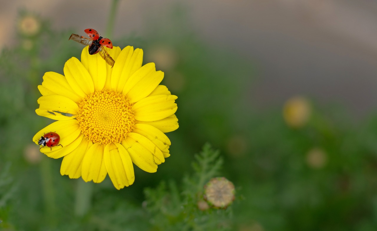 ladybugs  margarita  nature free photo