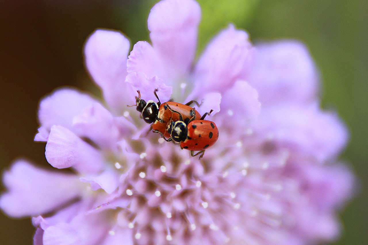 ladybugs mating  purple flower  nature free photo