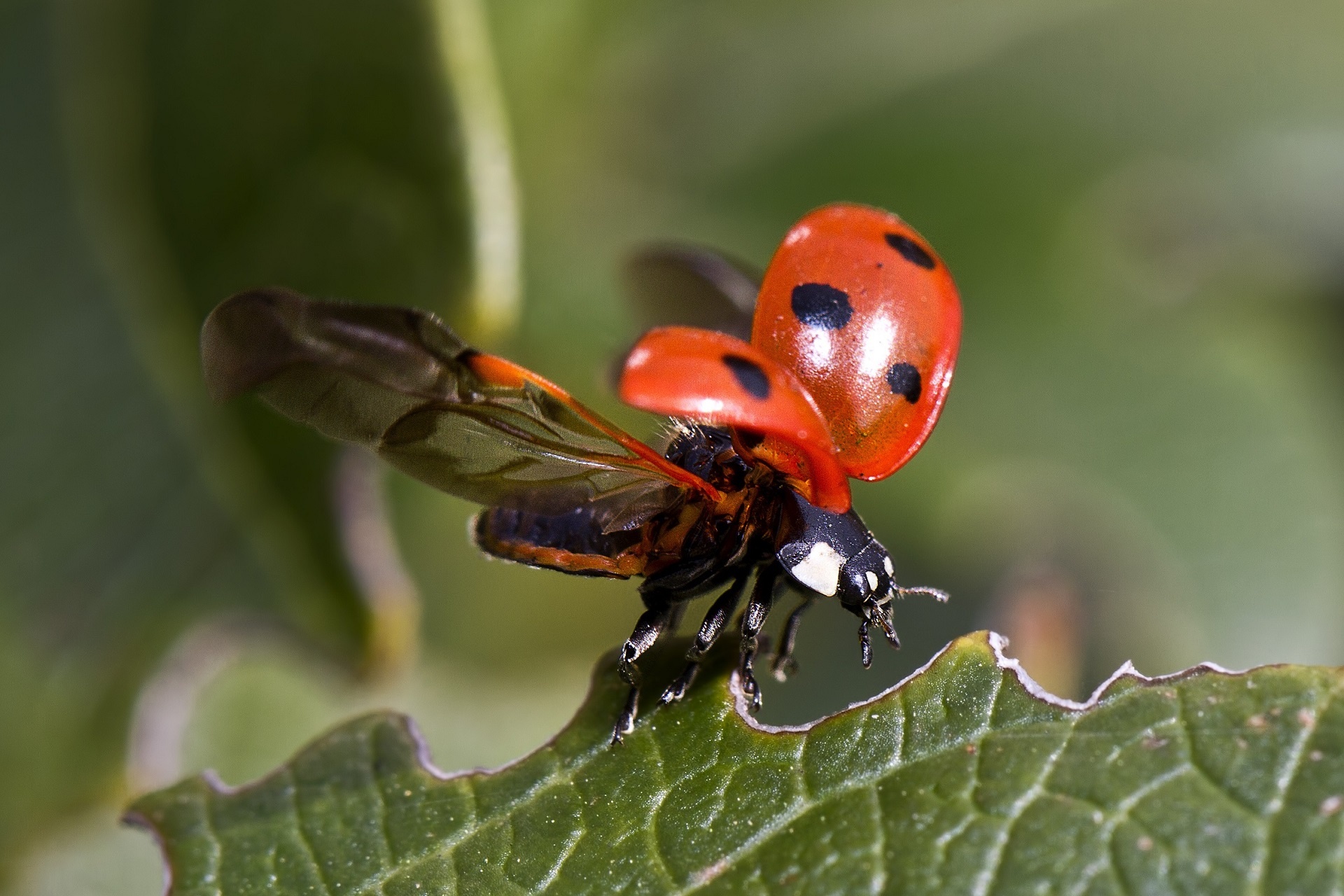 ladybugs beetles insects free photo