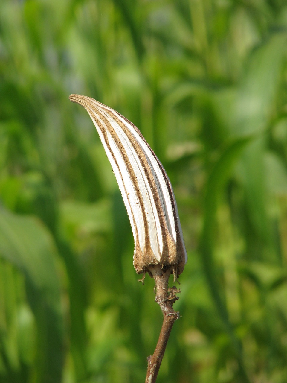 ladyfinger dry food free photo