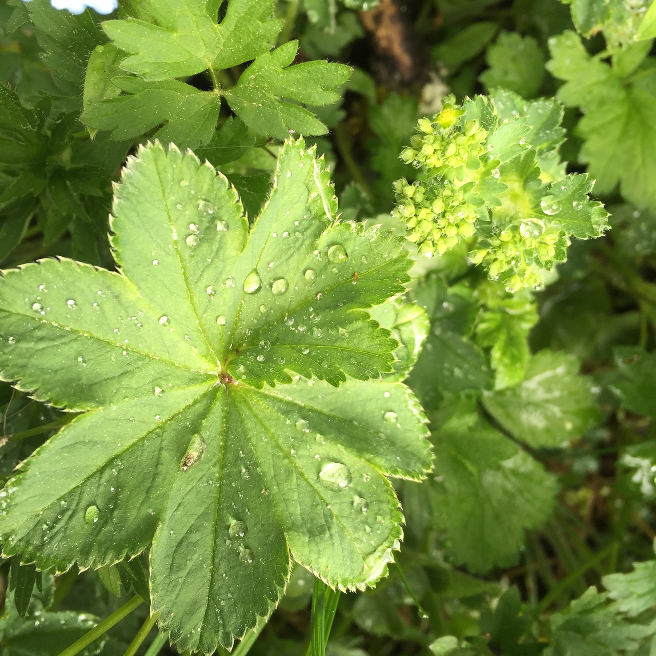 lady's mantle dew plant free photo