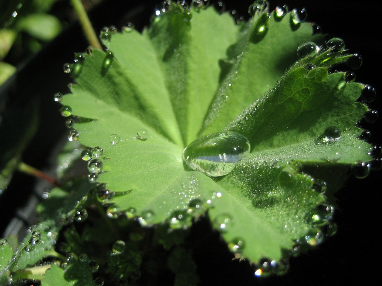 lady's mantle herb garden celestial water free photo