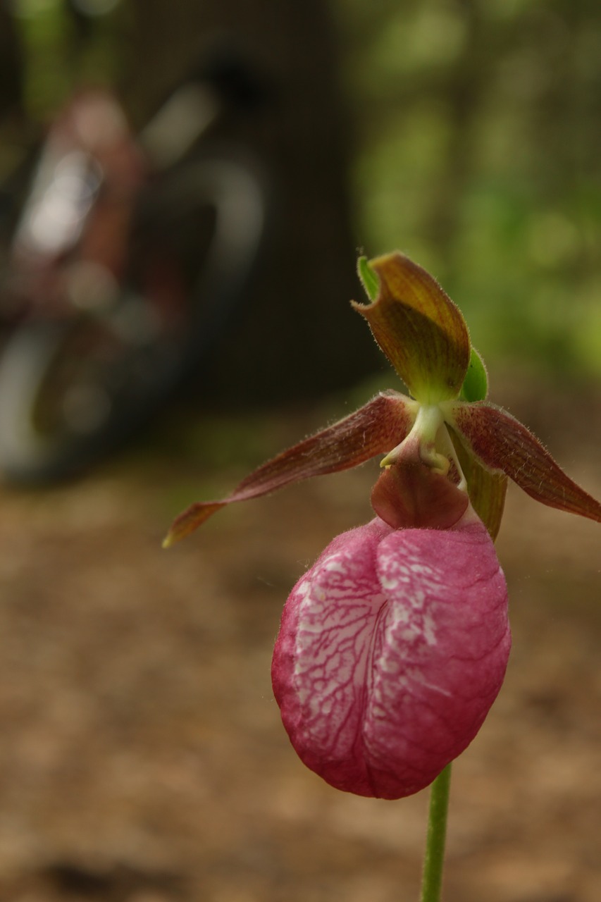 lady's slipper  orchid  hiking free photo