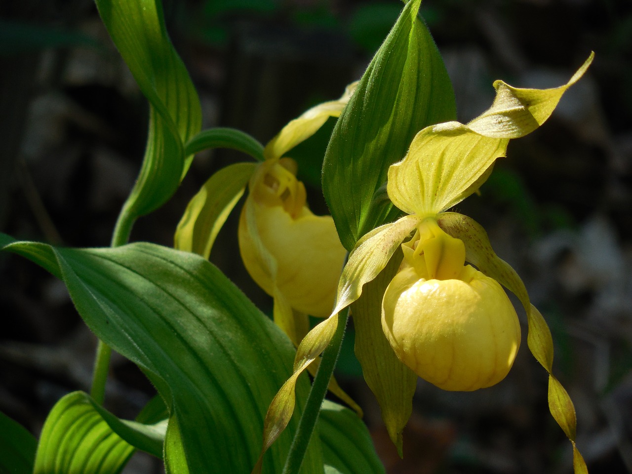 lady's slipper orchid flower free photo