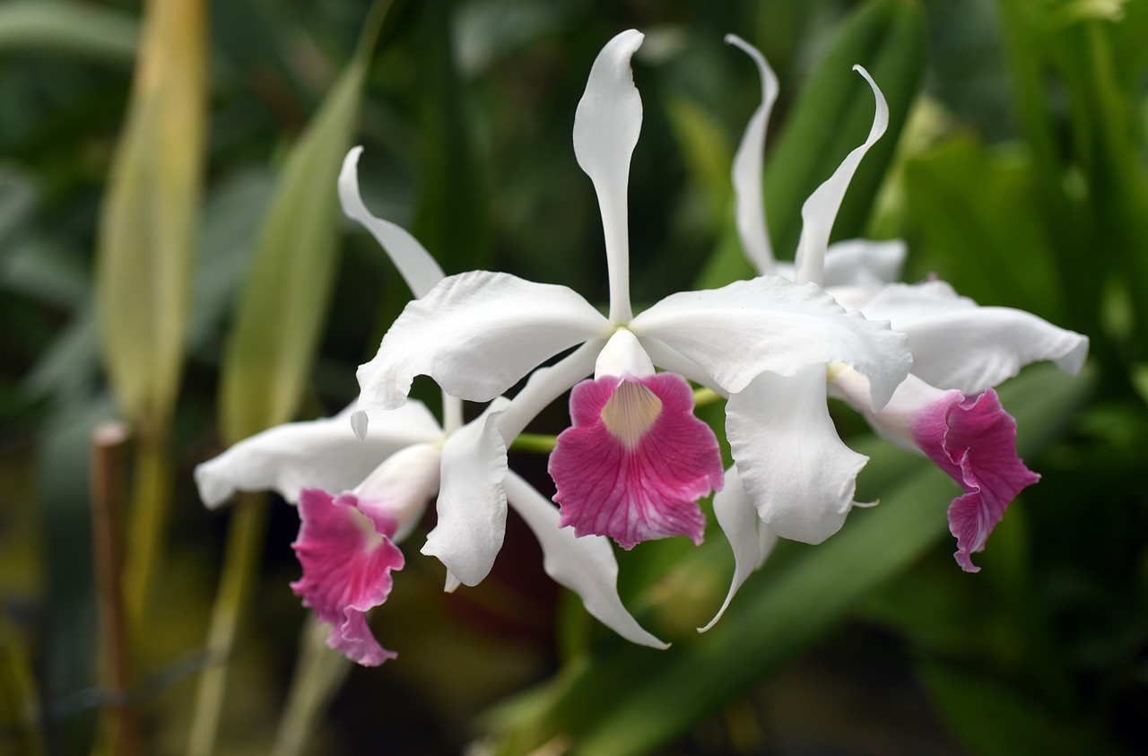 laelia purpurata orchid plant free photo