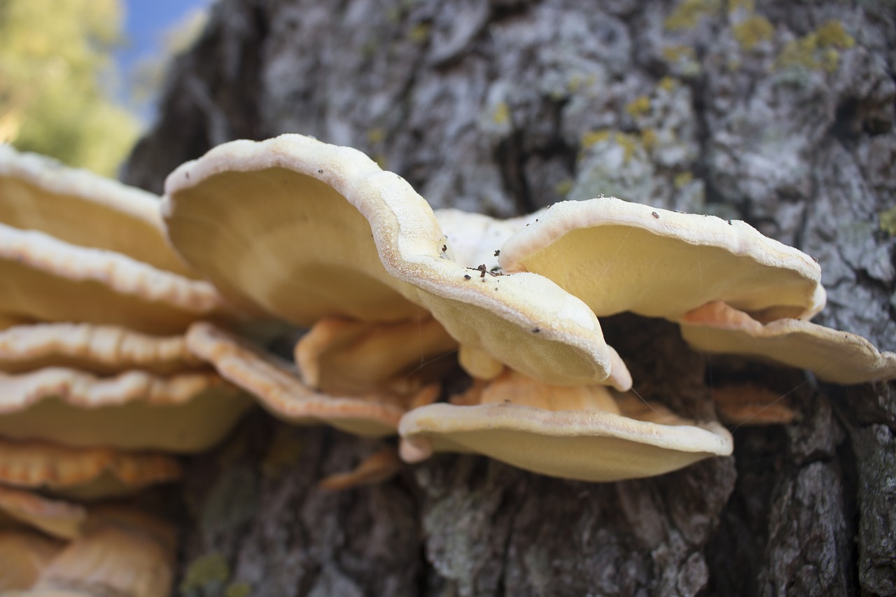 laetiporus mushroom autumn free photo