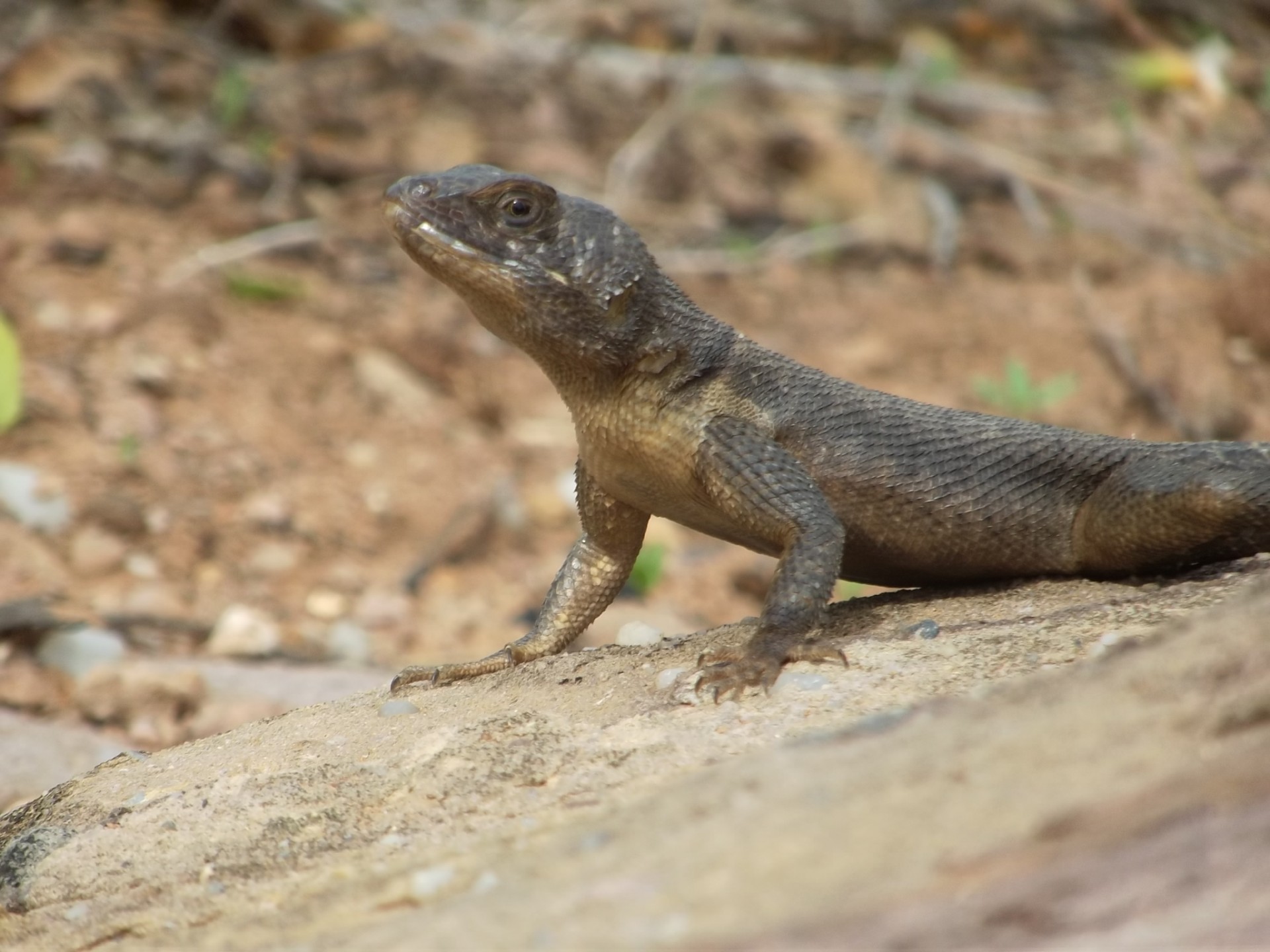 gecko lizard river free photo