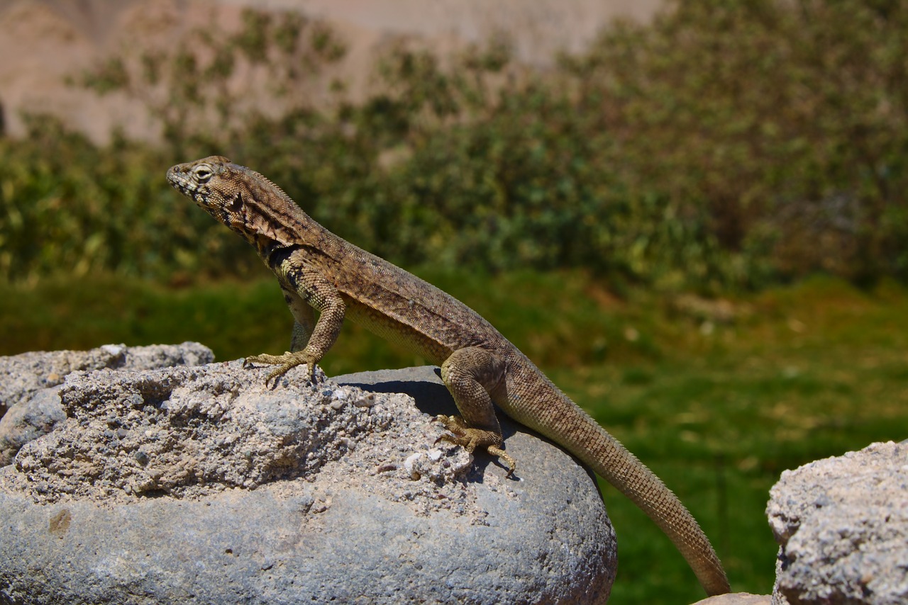 lagarto  animal  animales free photo