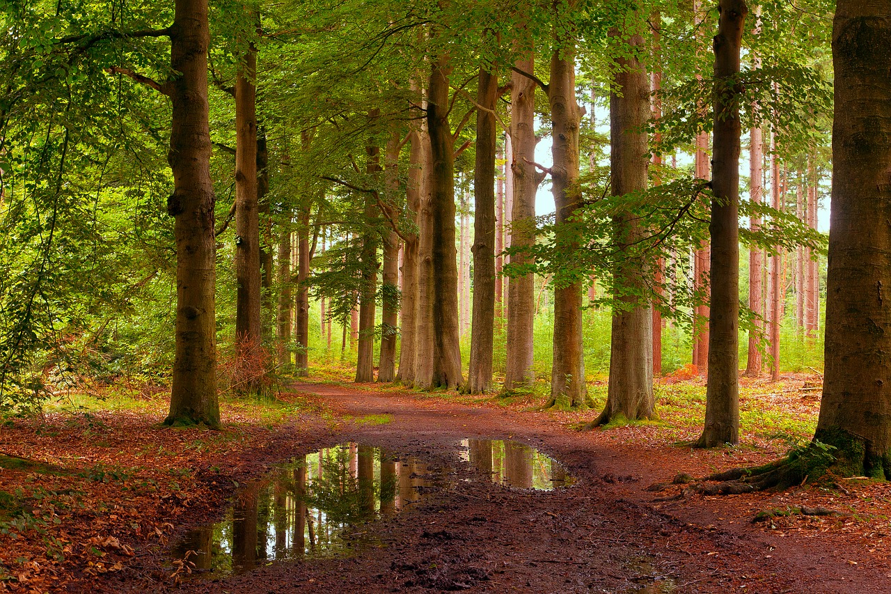 lage vuursche  forest  trees free photo