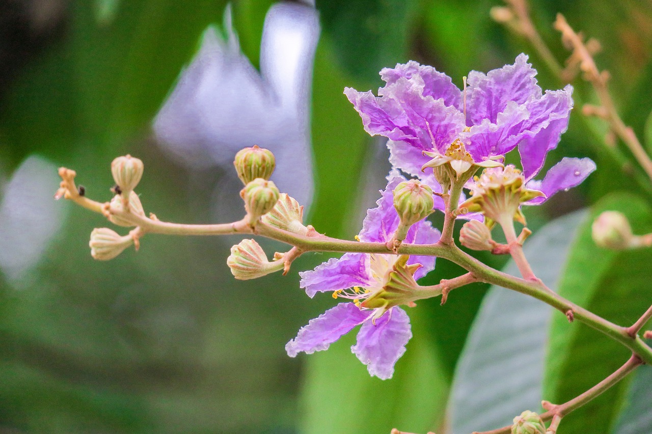 lagerstroemia  flower  plant free photo