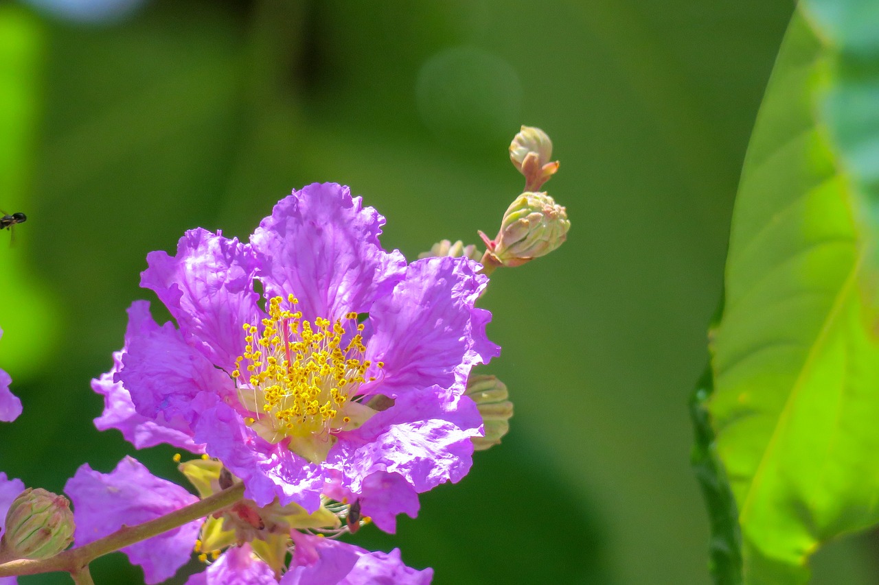 lagerstroemia  flower  plant free photo