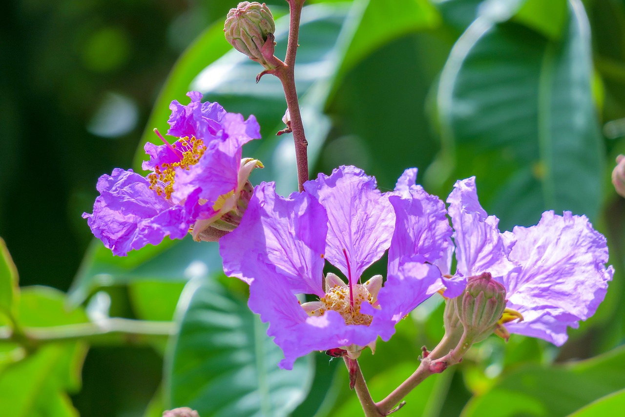 lagerstroemia  flower  plant free photo