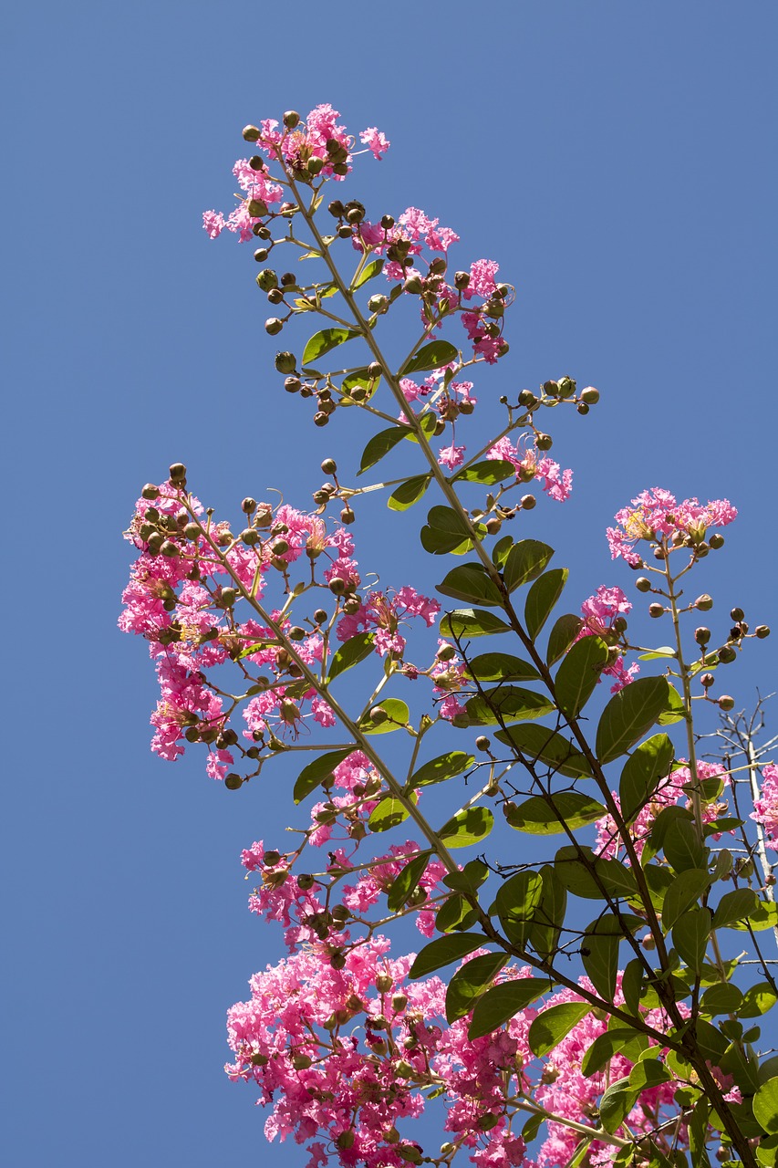 lagerstroemia indica  pink flower  summer free photo