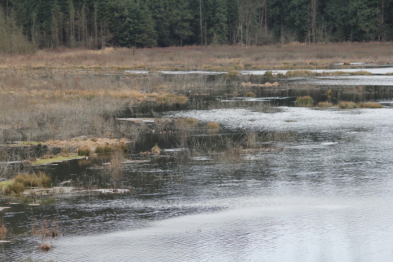 lagoon nature slough free photo