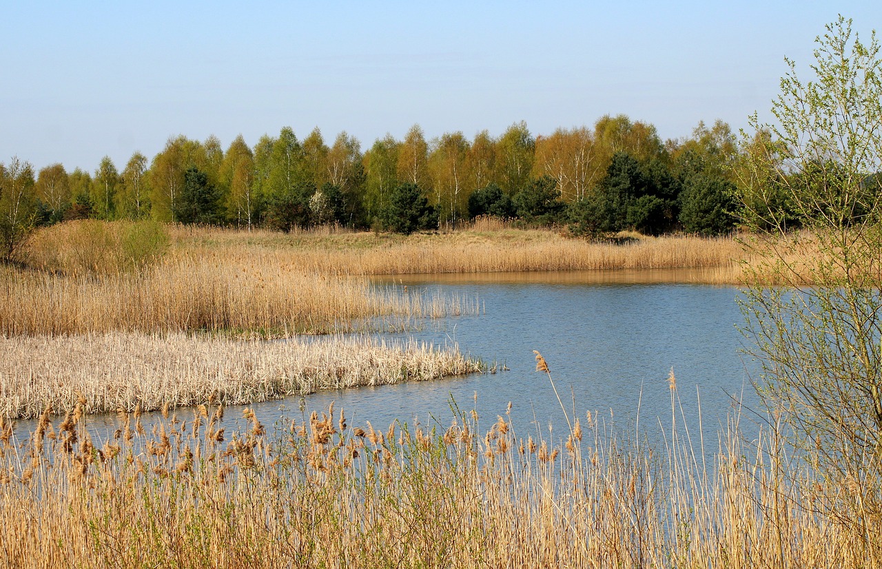 lagoon  water  spring free photo