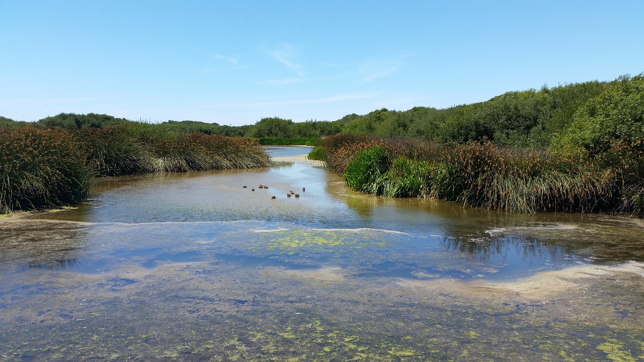 lagoon lake nature free photo