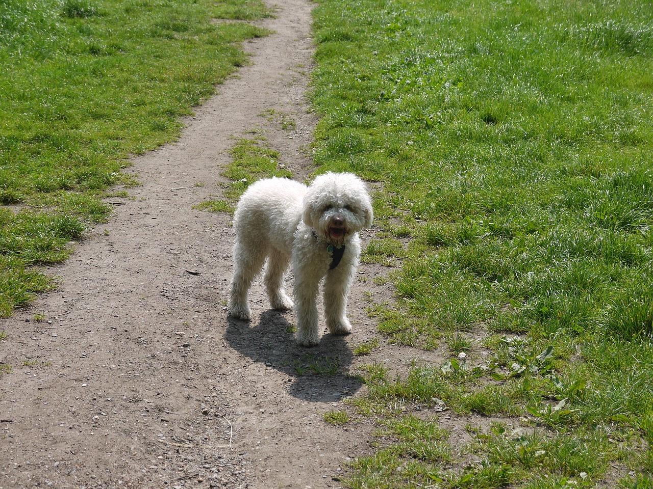 lagotto dog white free photo