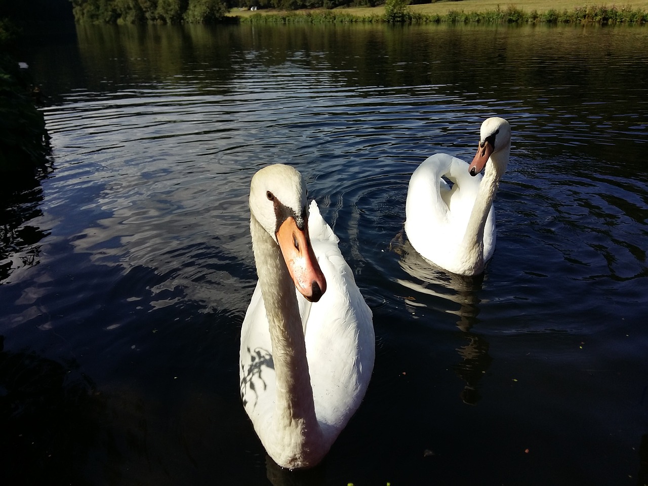 lahn river nature free photo