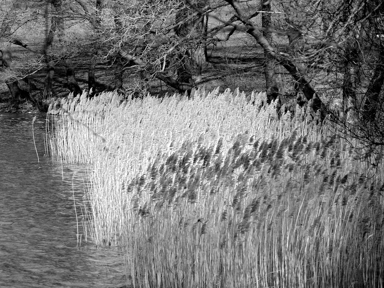 lake grasses river free photo