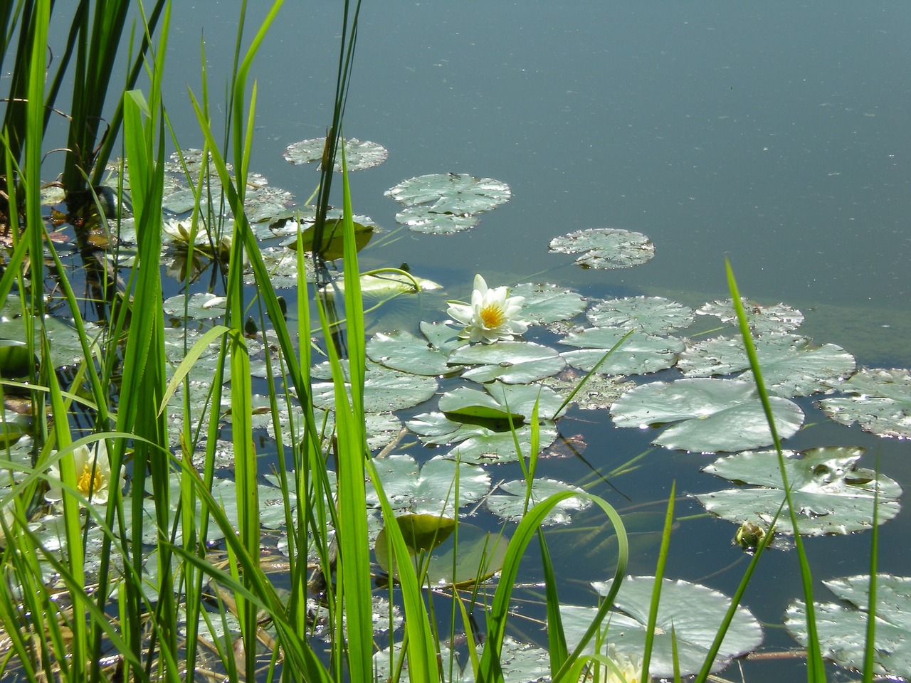 lake flowers summer free photo