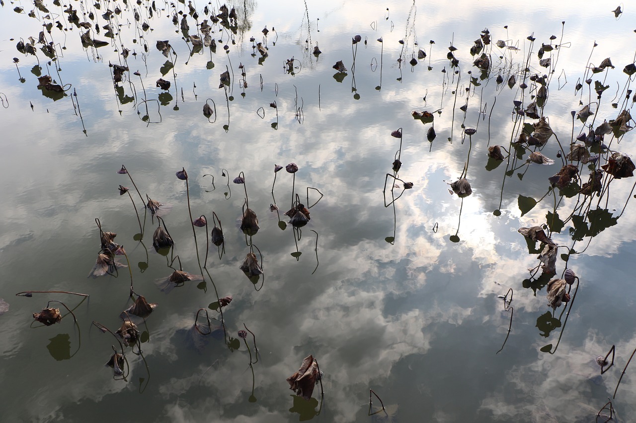 lake lake plant nature free photo