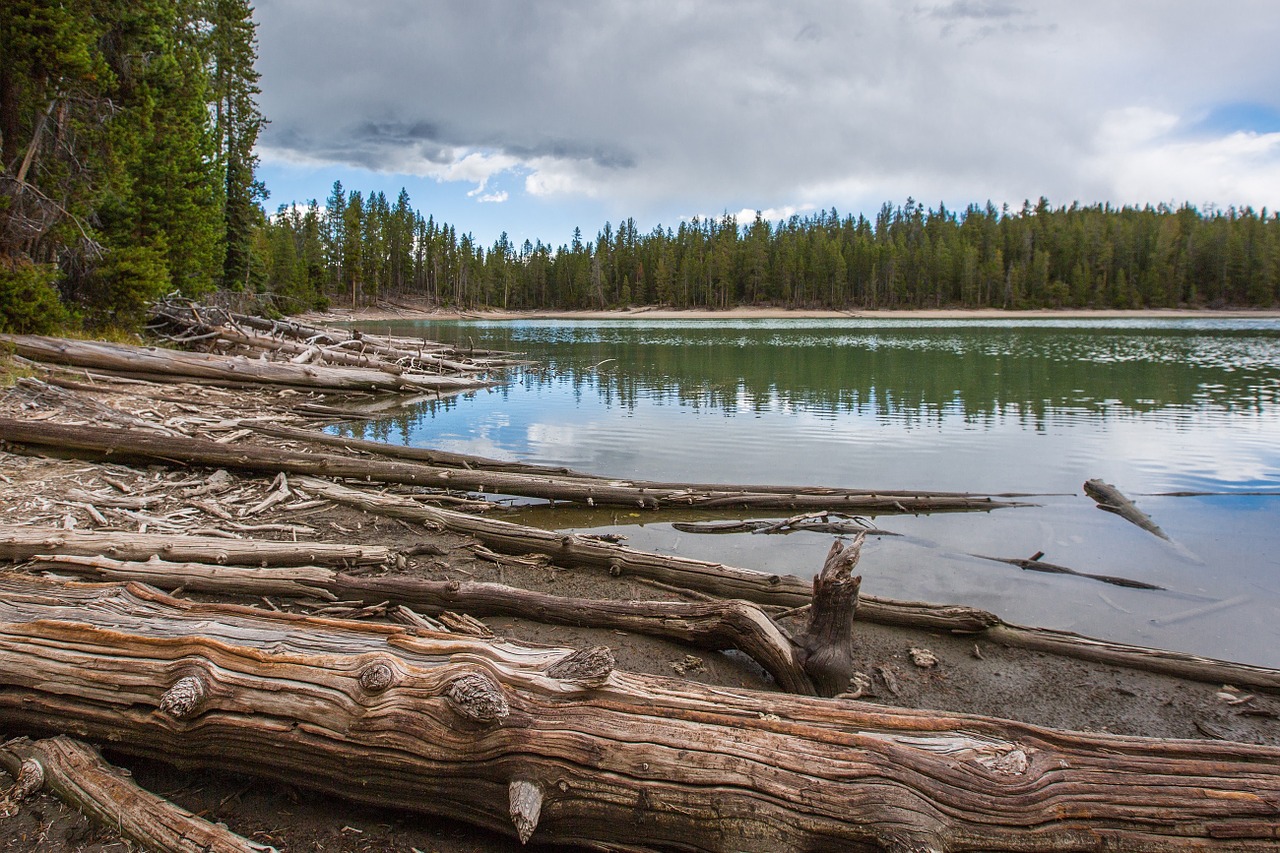 lake logs landscape free photo