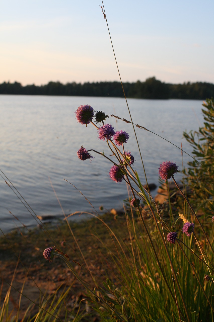 lake sweden calm free photo