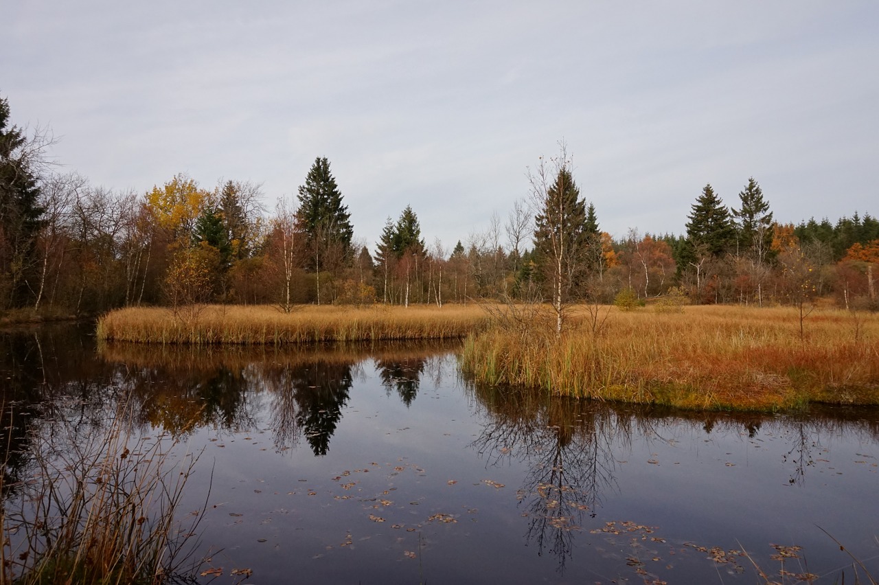 lake moor forest free photo