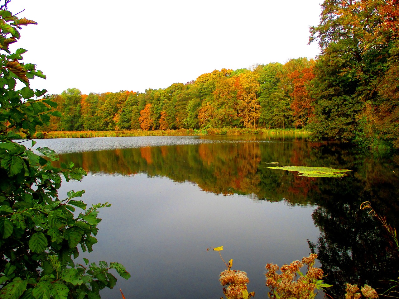 lake forest waldsee free photo