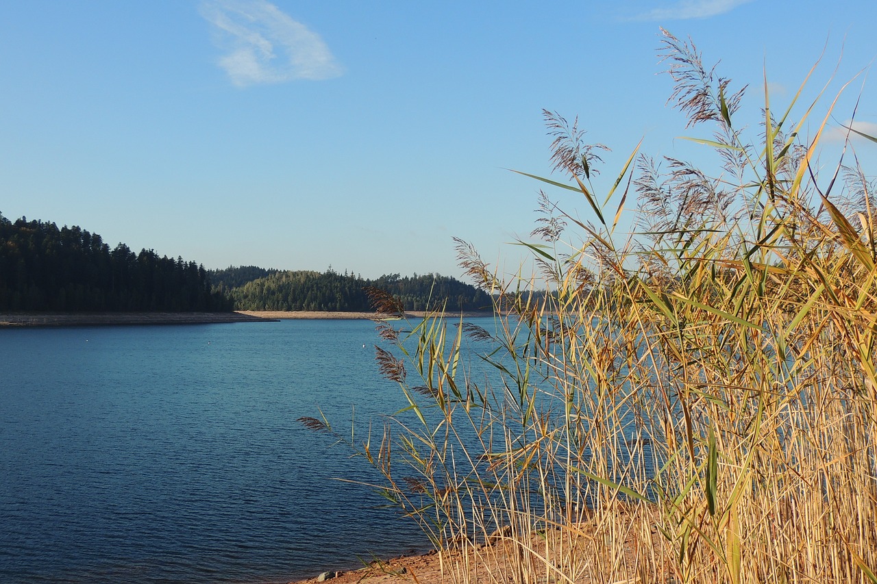 lake tall grass town of celles-sur-plaine free photo