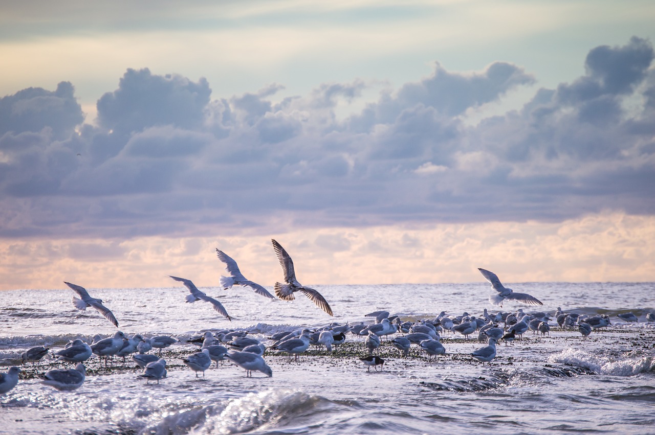lake sea gulls free photo