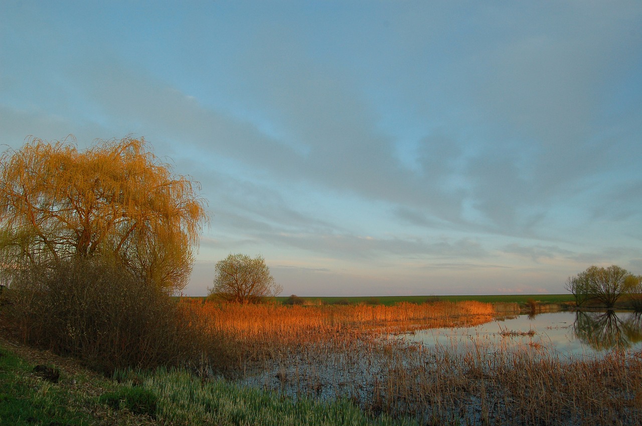 lake swamp reeds free photo