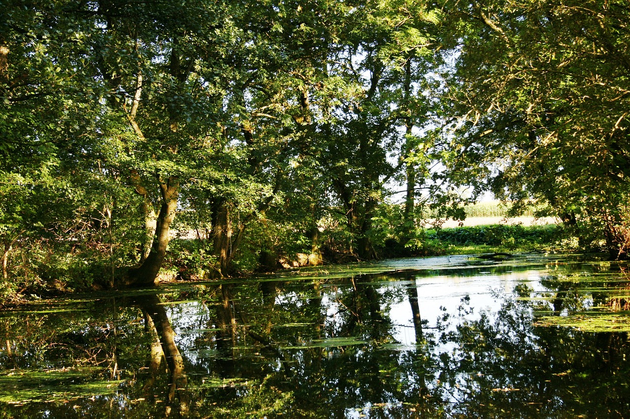 lake forest trees free photo