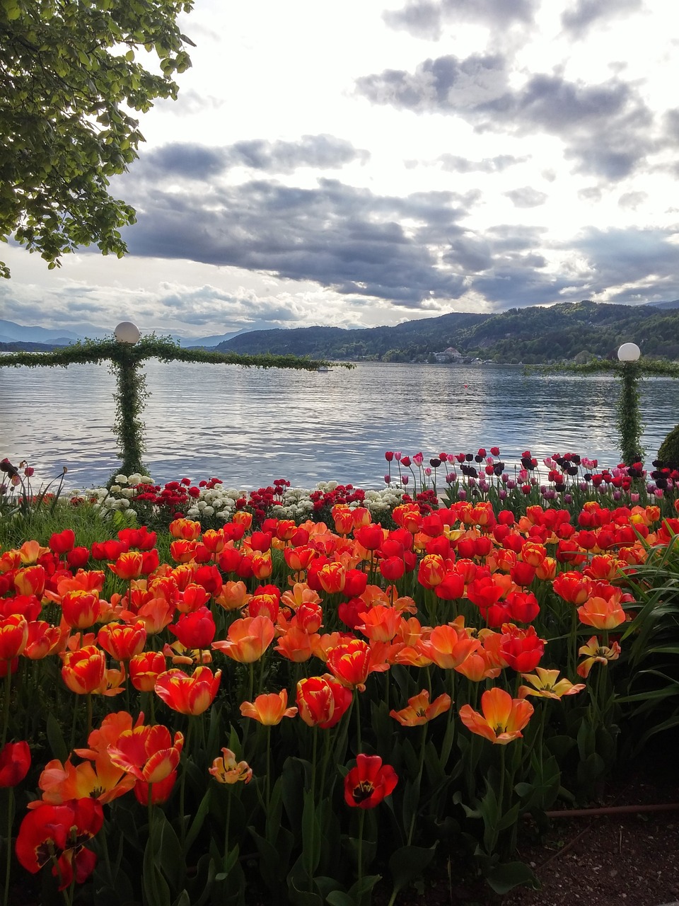 lake flowers sky free photo