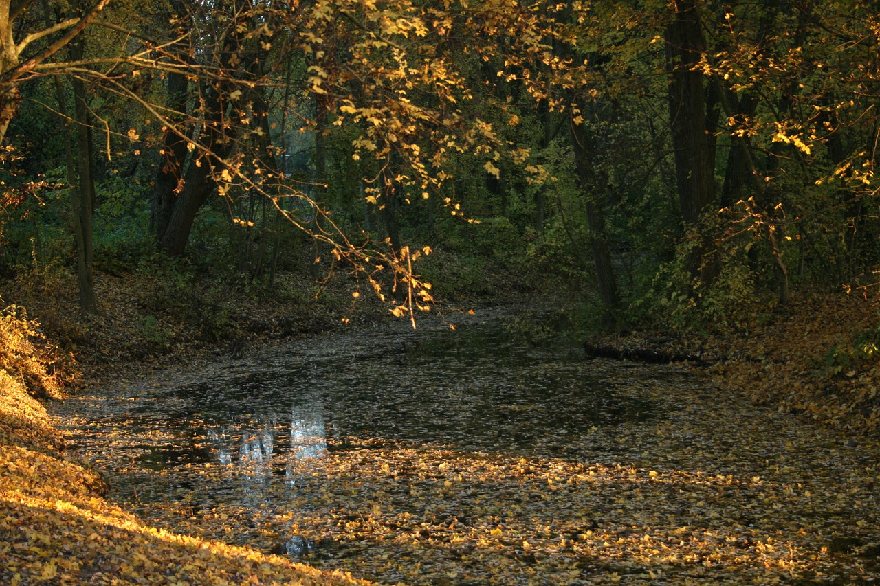 lake leaves autumn free photo