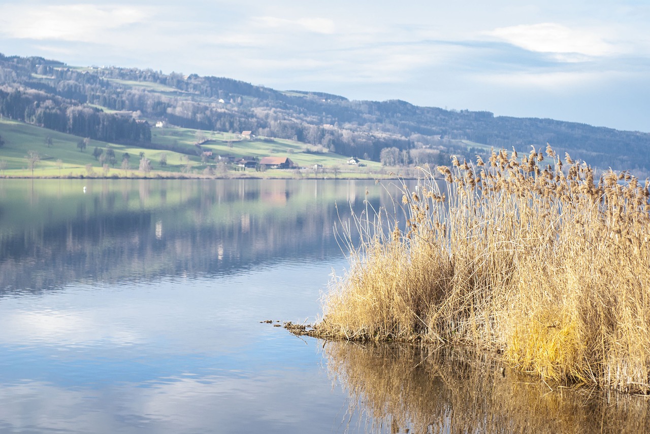 lake water reed free photo