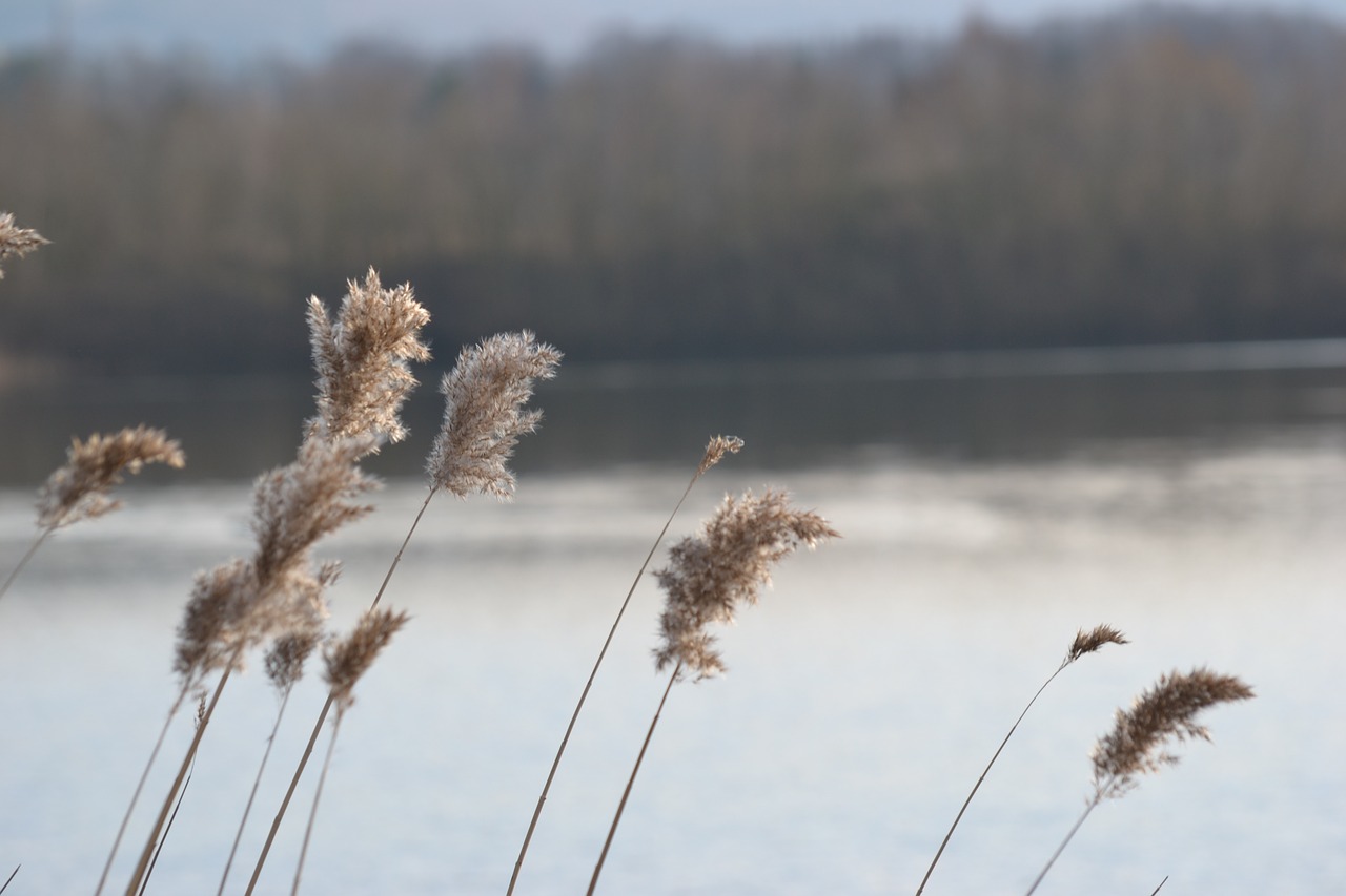 lake reed romance free photo