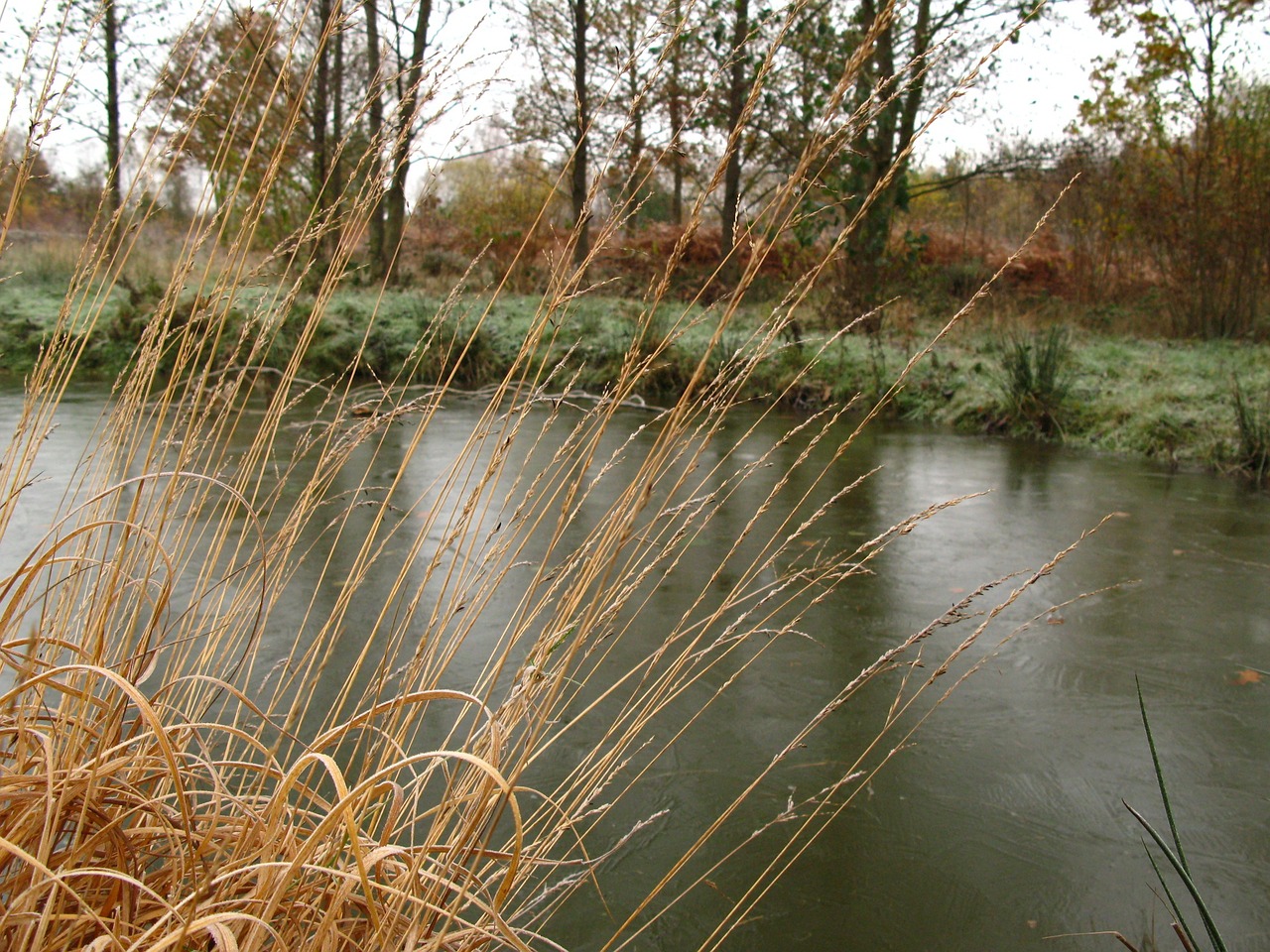 lake pond grass free photo