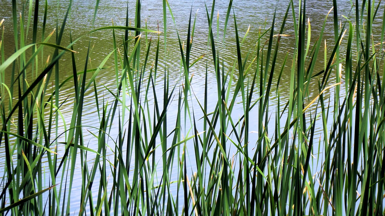 lake george grass free photo