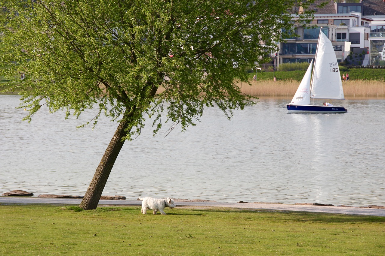 lake boot tree free photo