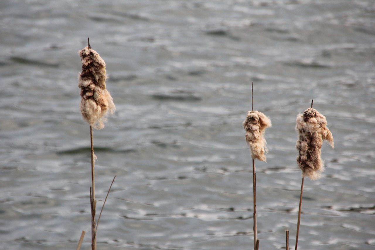 lake plant water free photo