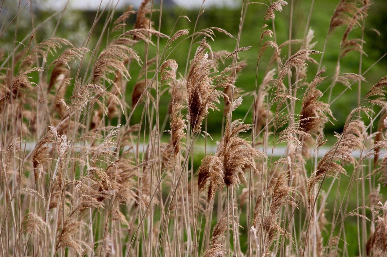 lake plant water free photo