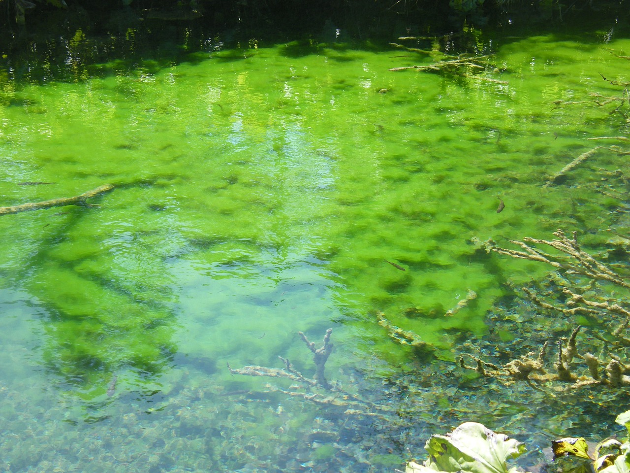 lake mirroring aquatic plants free photo