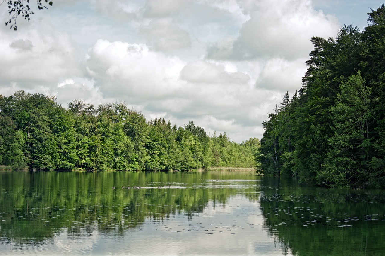 lake forest trees free photo