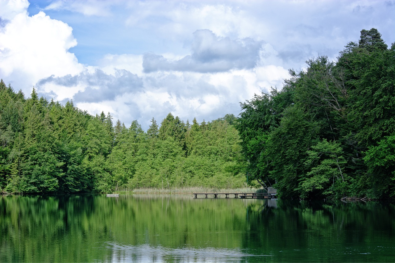 lake forest trees free photo