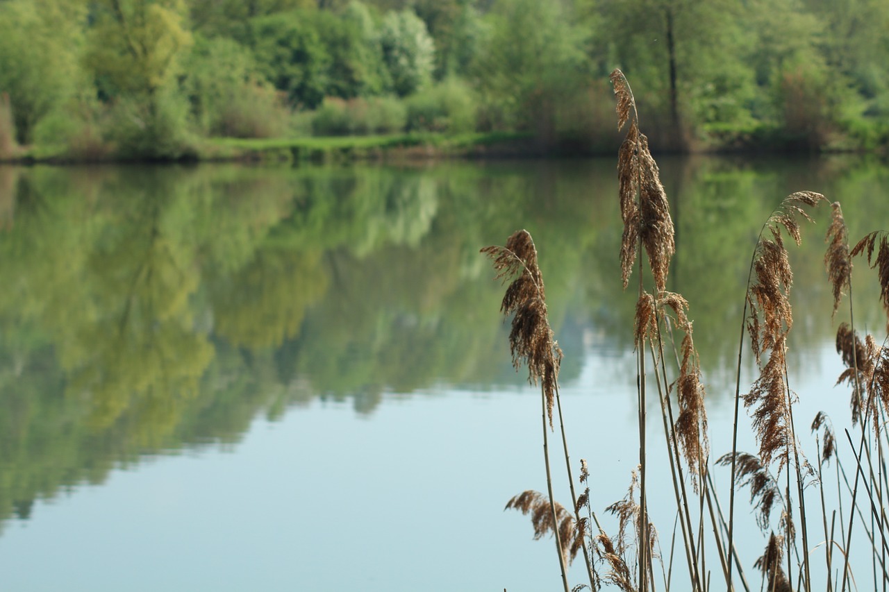 lake reed water free photo