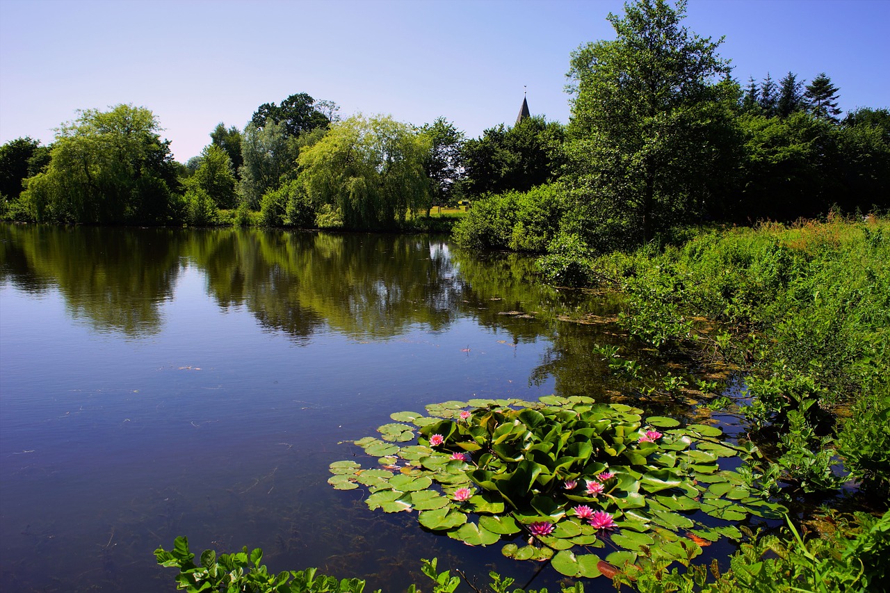 lake trees water lilies free photo