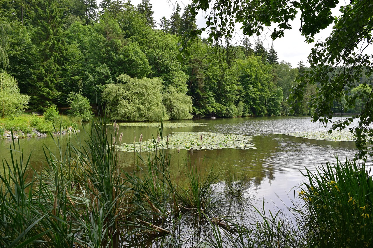 lake pond nuphar free photo