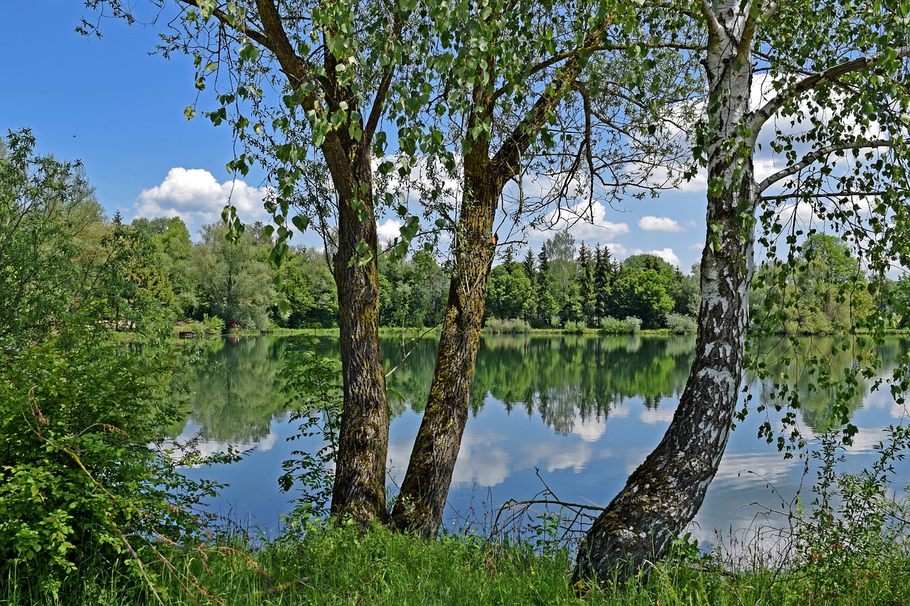 lake birch sky free photo