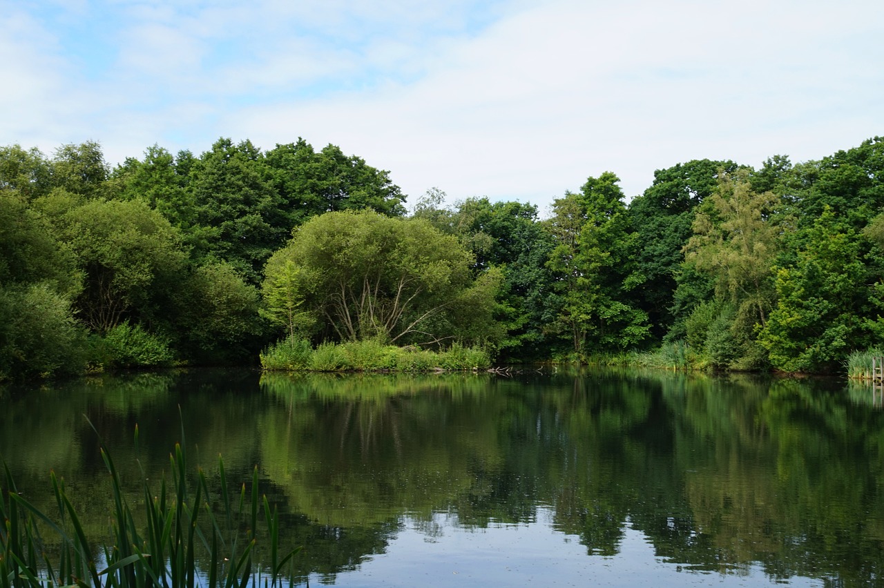 lake forest water free photo